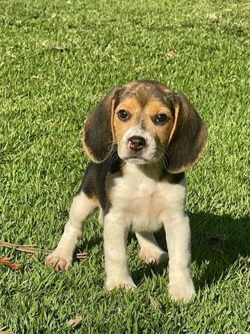 Progenitores Filhotes Beagles 