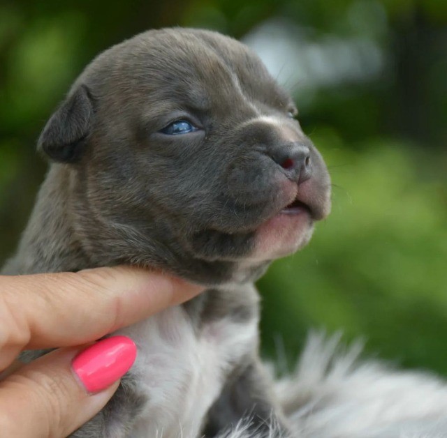 American Bully filhotes disponíveis.