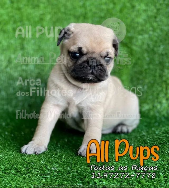Pug temos lindos filhotes disponíveis na ninhada! - Foto 2