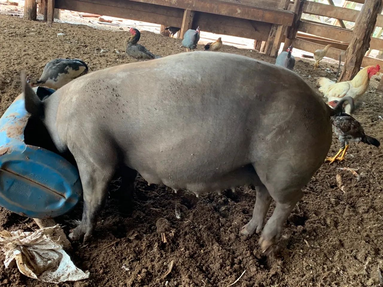 Marroa de primeira cria  - Foto 2