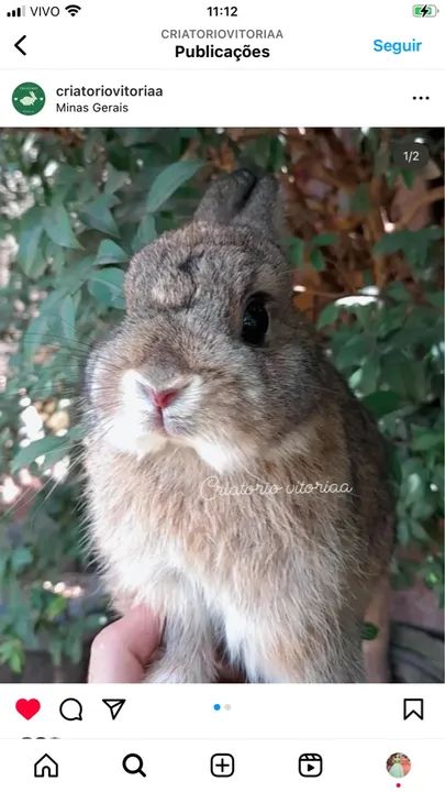 Plantel inteiro  - Foto 5