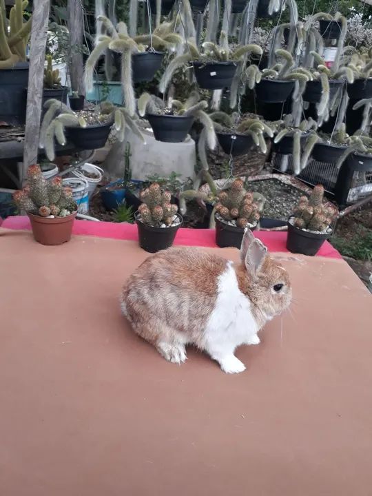 Coelho anão netherland holandês  - Foto 4