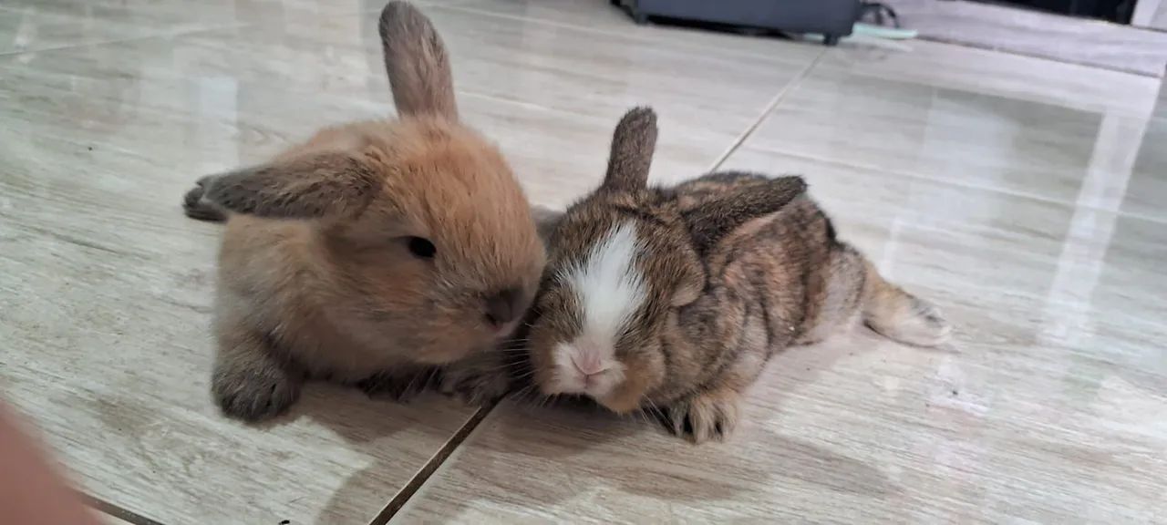 Filhotes de coelho mini lopp  - Foto 5