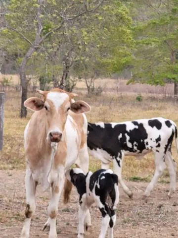 Fazenda(inha) chácara Cavalcante Goiás  - Foto 5