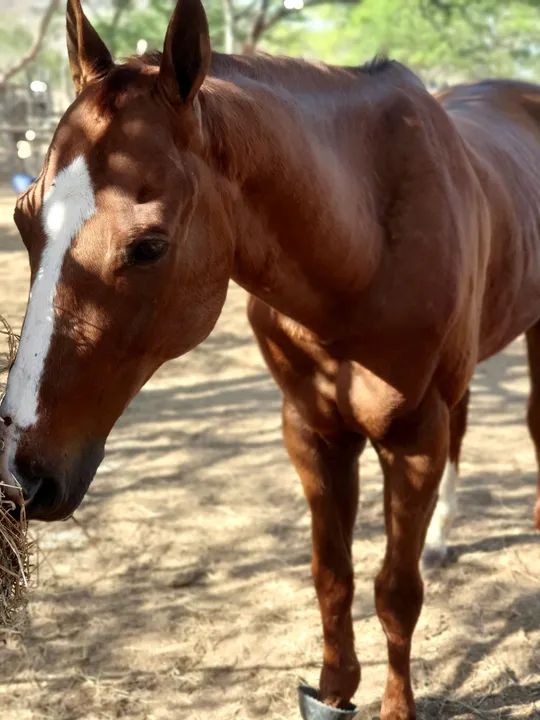 Cavalo de direita PO - Foto 4
