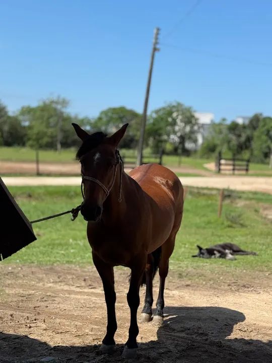 egua crioula  - Foto 4