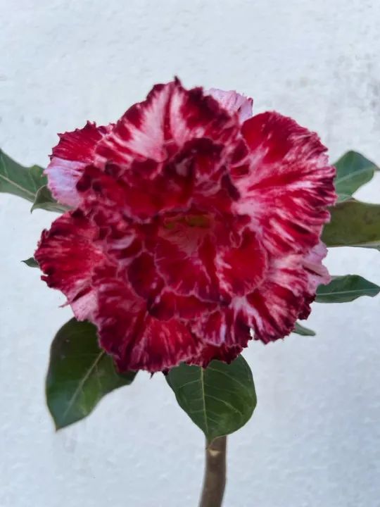 Rosa do deserto enxertada multipetalas  - Foto 2