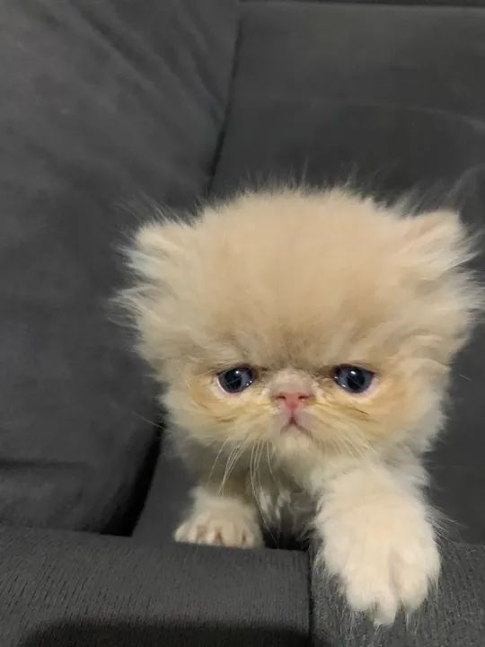 Filhote de persa macho   - Foto 4