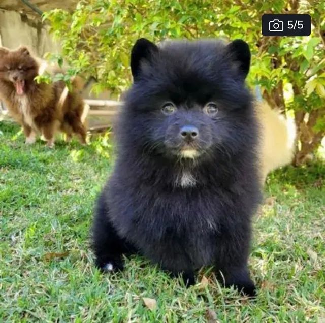 Spitz Alemão macho pedigree cbkc 12x sem juros