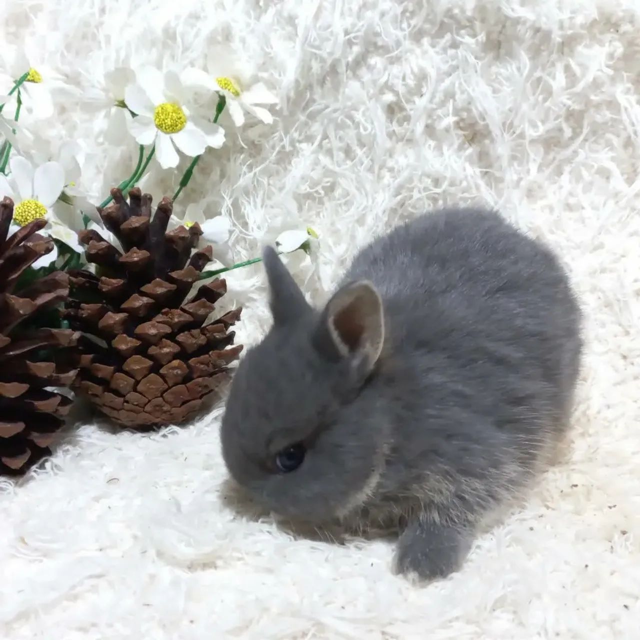 Netherland Darf Importado Coelho anão  - Foto 2