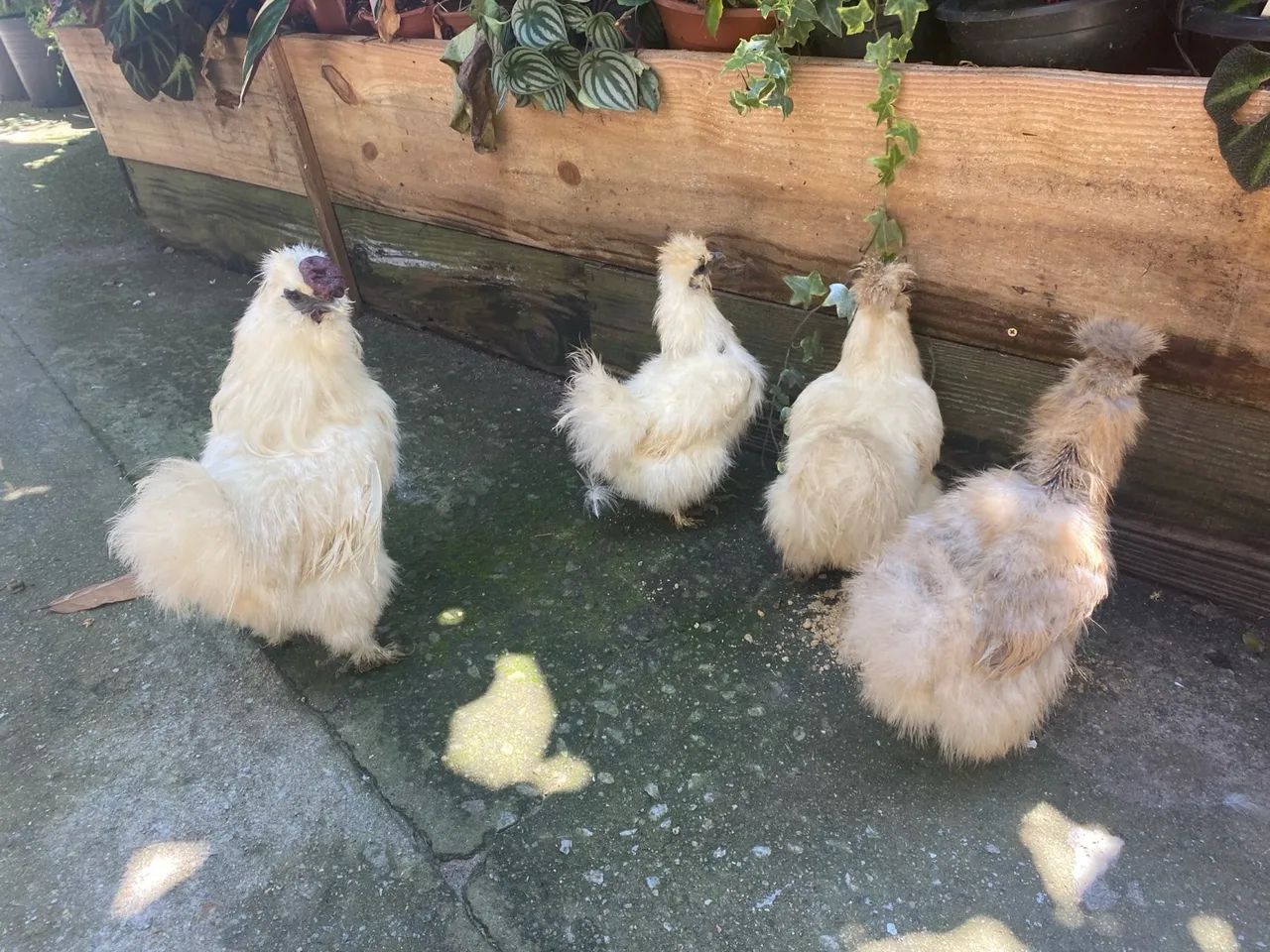 Galo e galinha, casal pavão para venda  - Foto 5