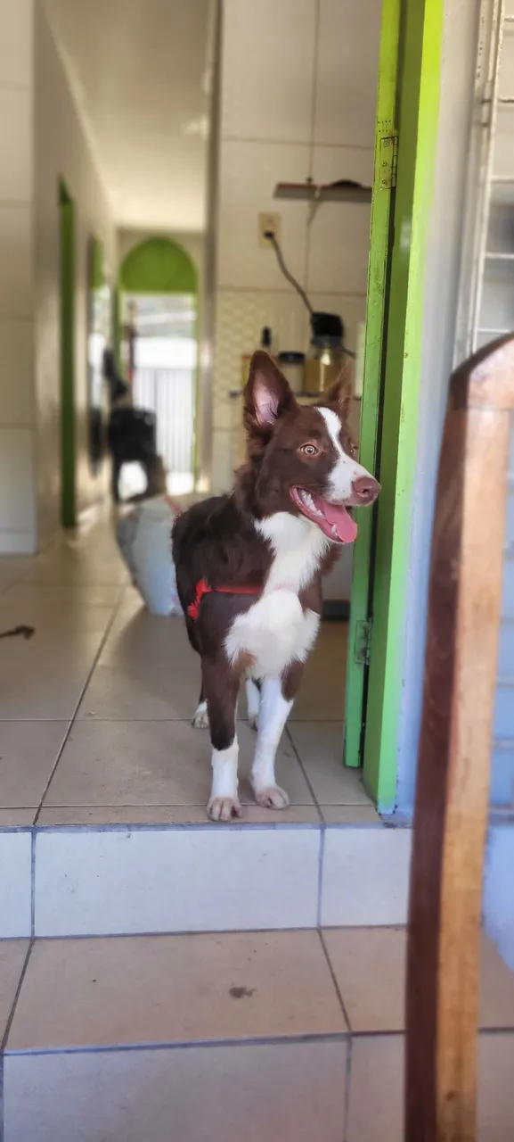 Border Collie Marrom e Branco