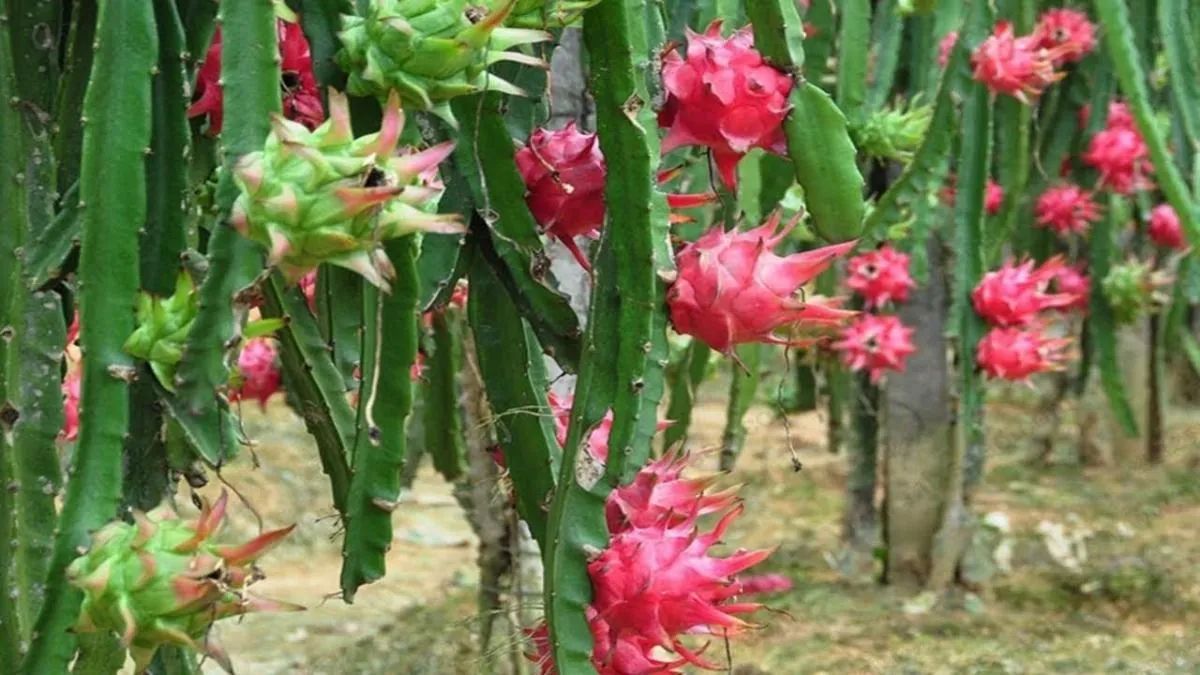Pitaya  - Foto 5