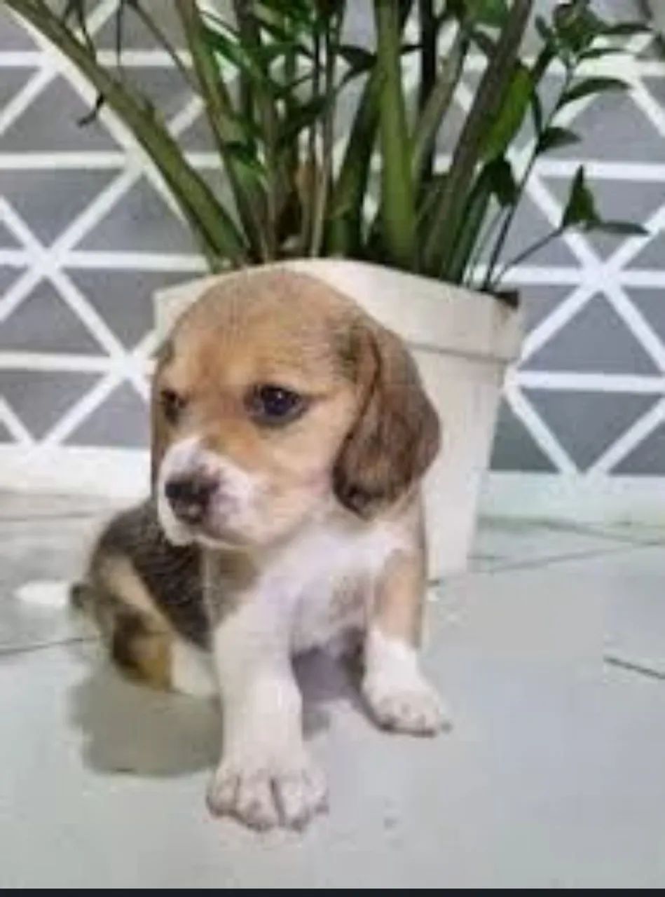 Filhote Beagle - Genuínos 
