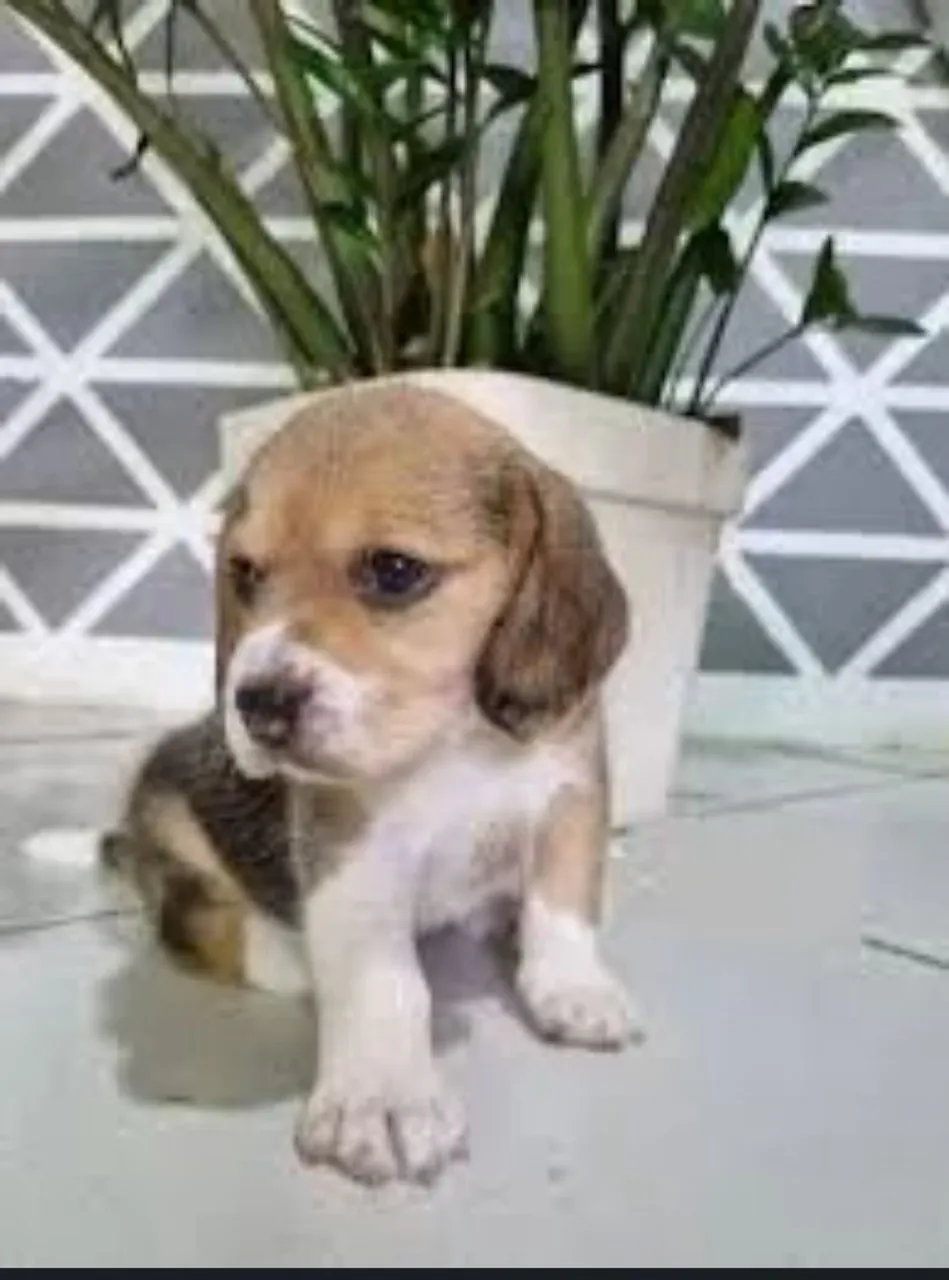 Filhote Beagle - Genuínos