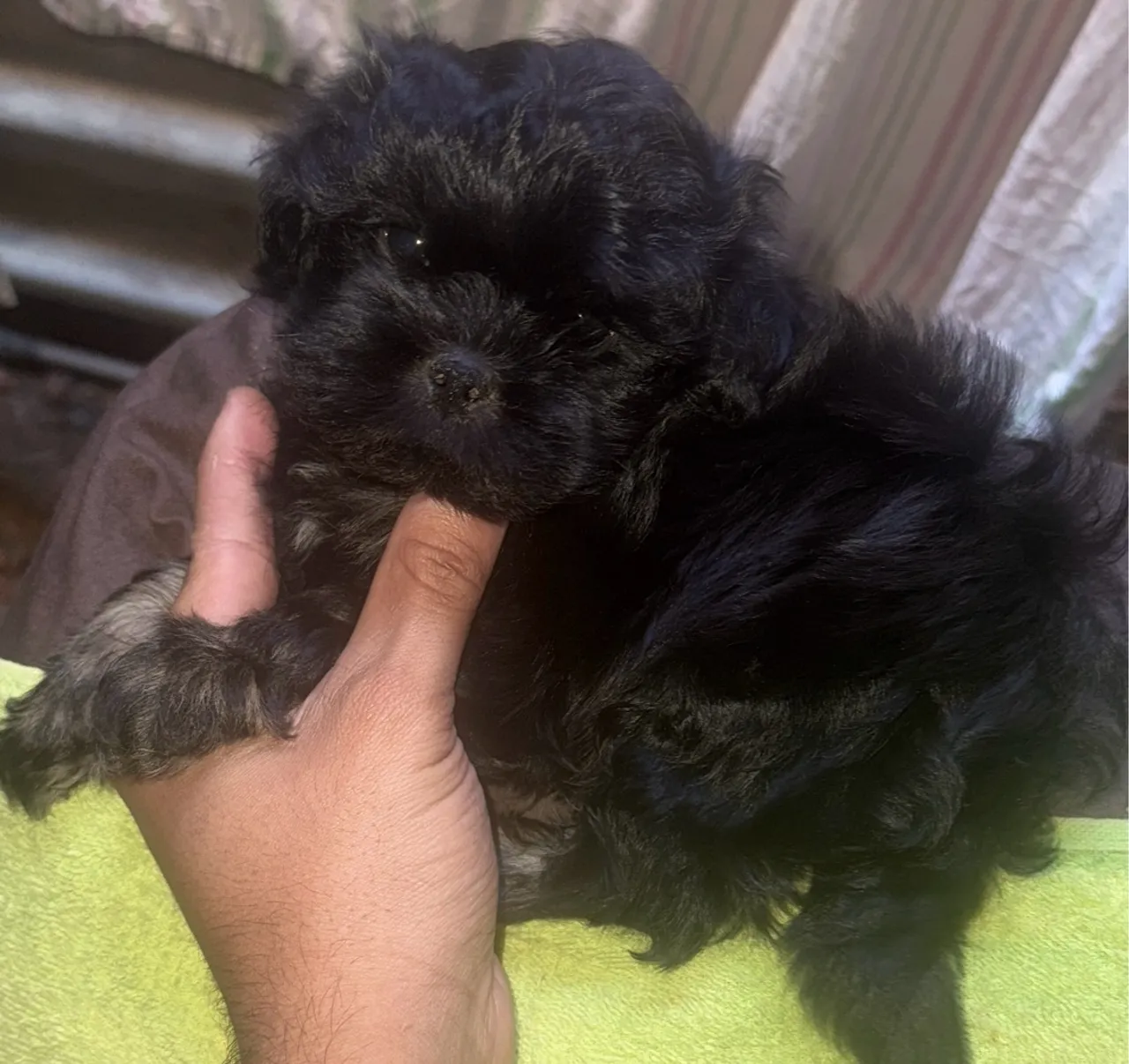 Filhote Shih Tzu Macho - Pelúcia Negra!