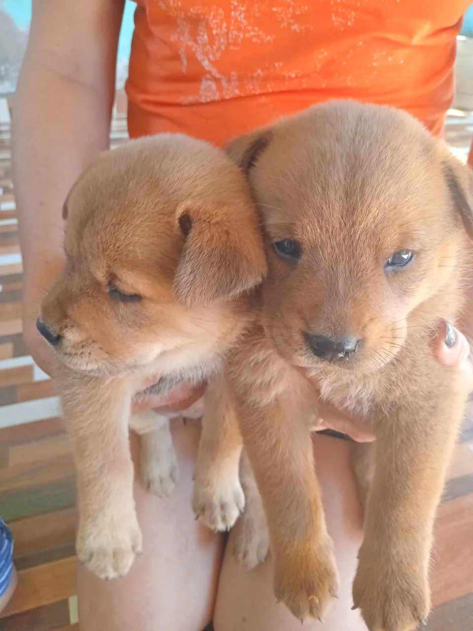 Filhotes de Chow Chow com Rottweiler fêmeas