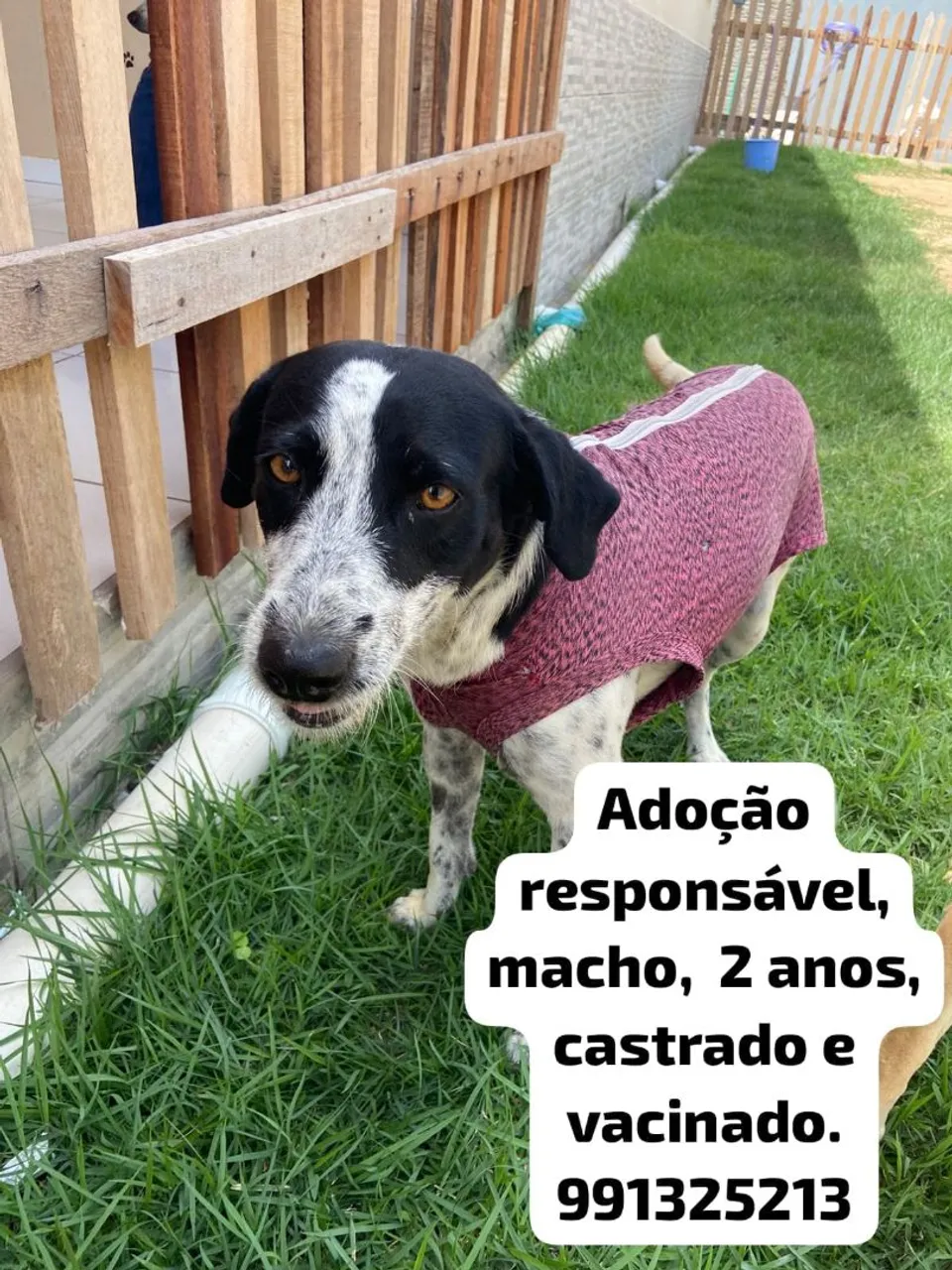 Cachorro para adoção responsável