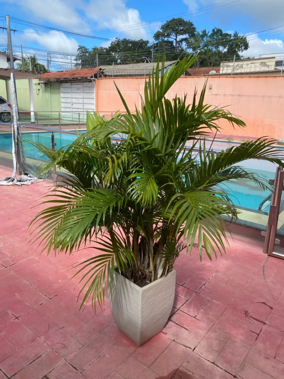Duas lindas plantas palheiras com jarros de acrílico.