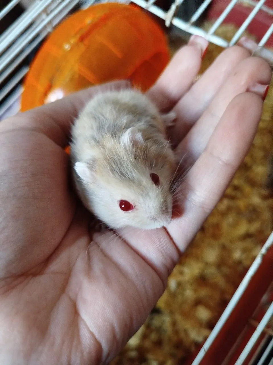 HAMSTER ANÃO RUSSO
