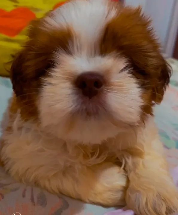 Shih Tzu filhotinho lindo - Foto 2