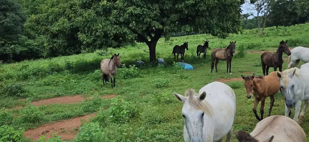 Cavalos , Éguas e Potros - Foto 4