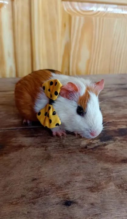 Porquinho da índia macho  - Foto 6