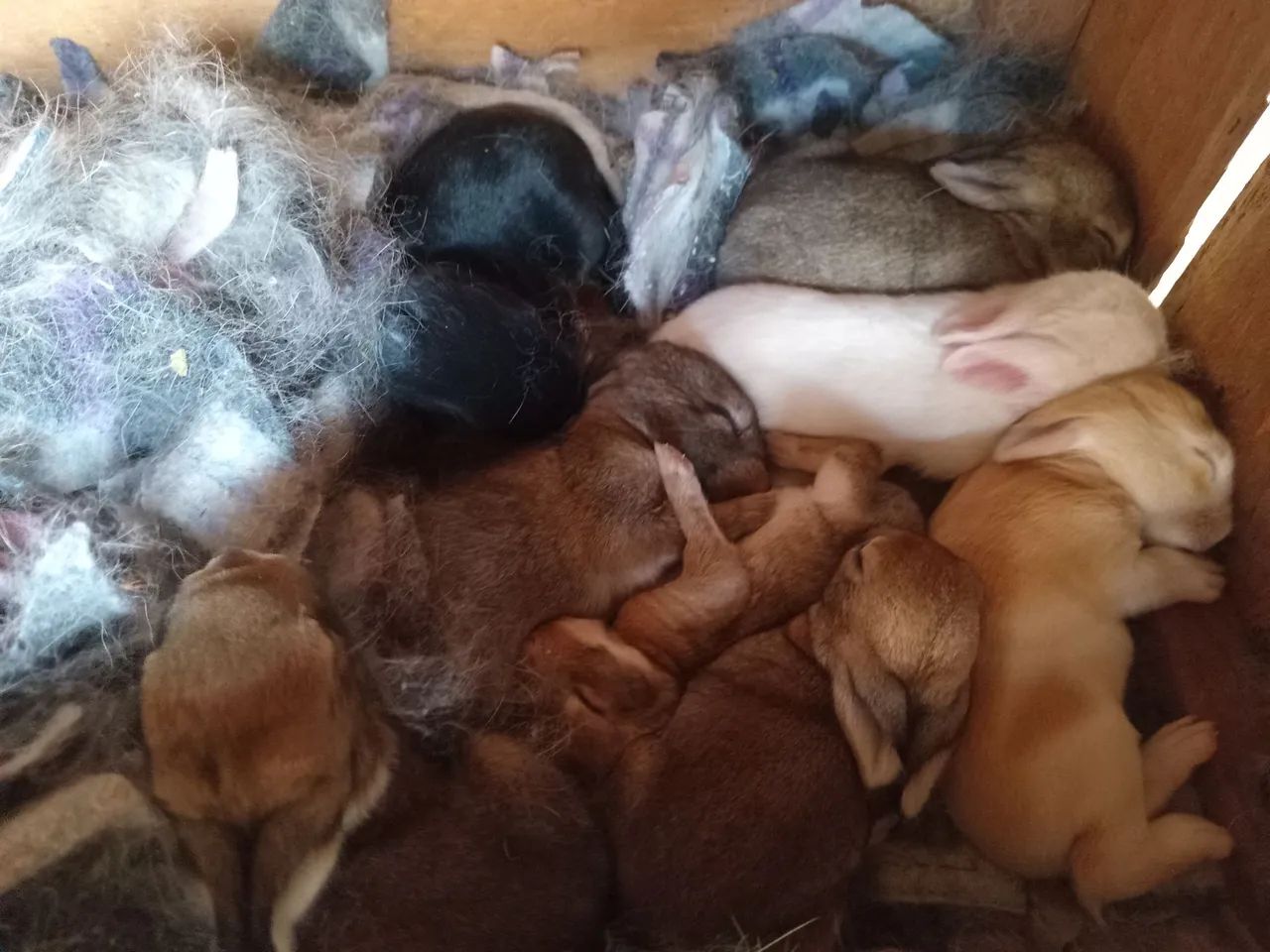 Coelho 64650777924099123