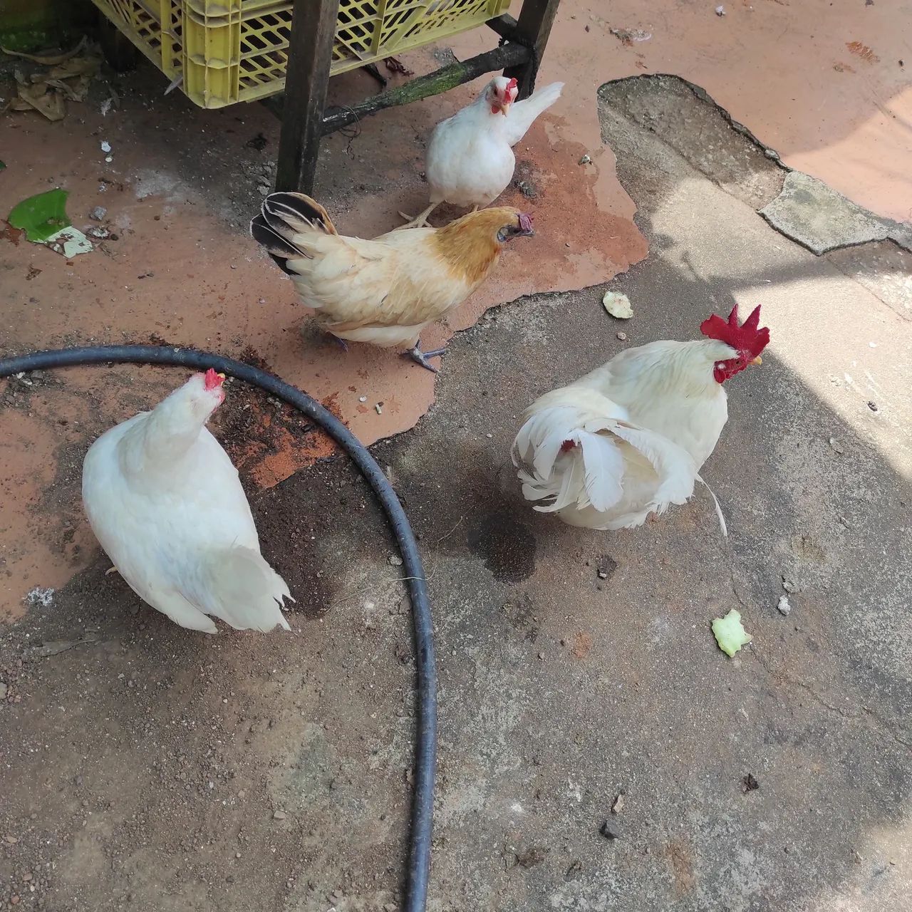 Galinha garnisé  - Foto 5