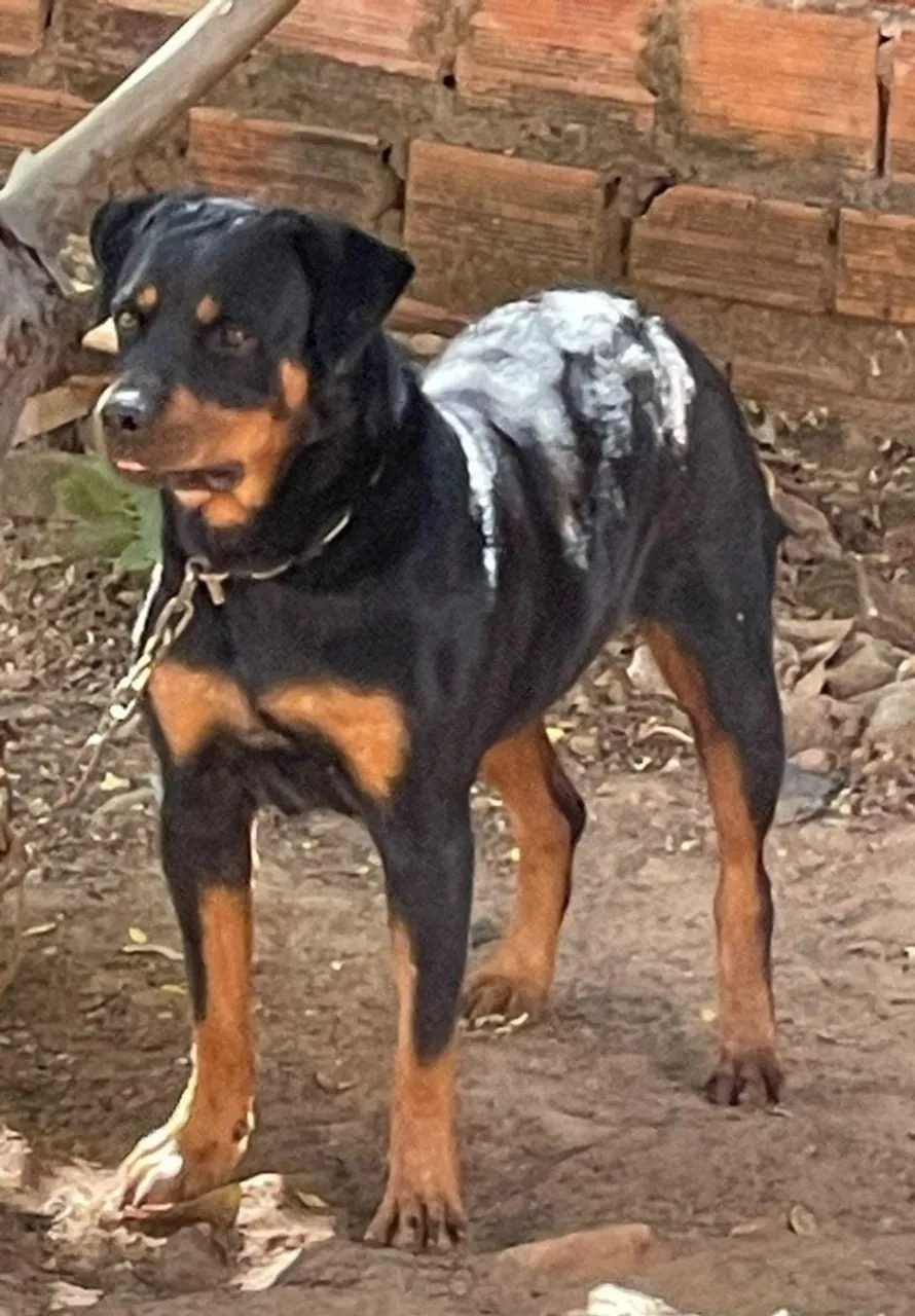 Rottweiler Fêmea