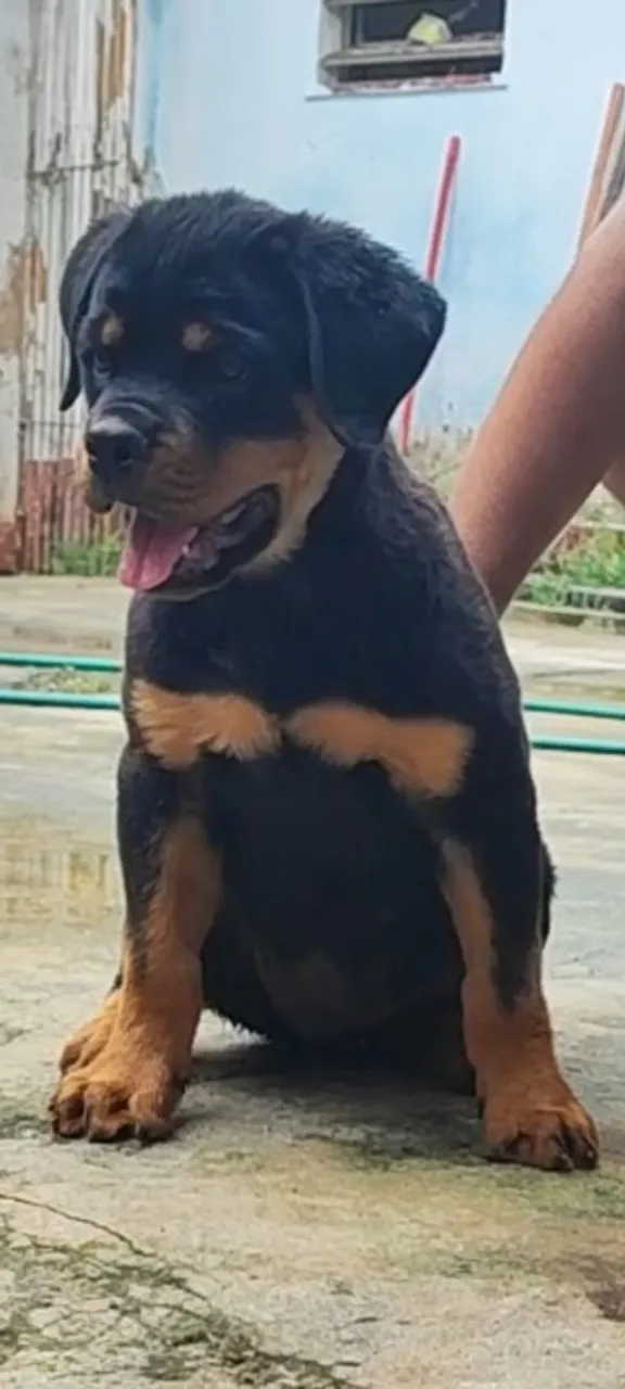 Lindo Filhote com Excelente Pedigree 