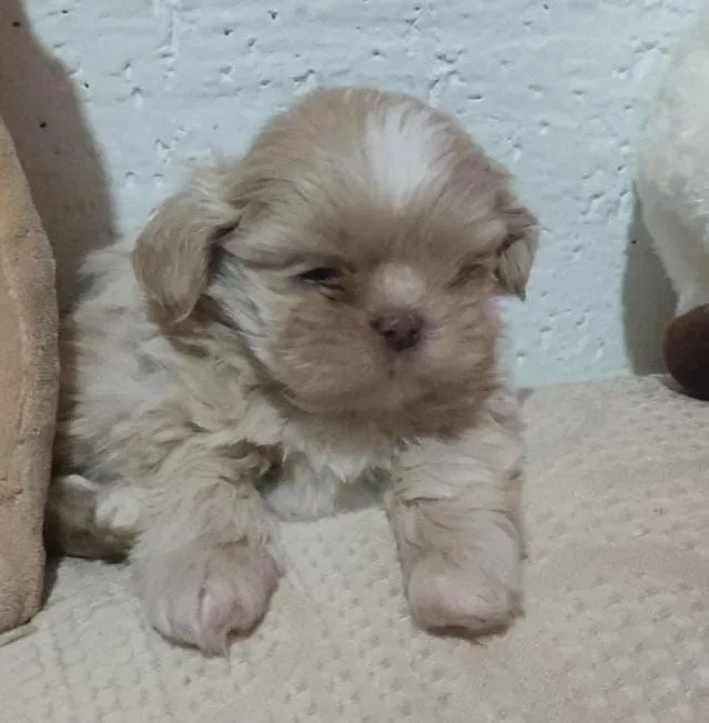 Linda shih Tzu fêmea mini de focinho chocolate e olhos claros