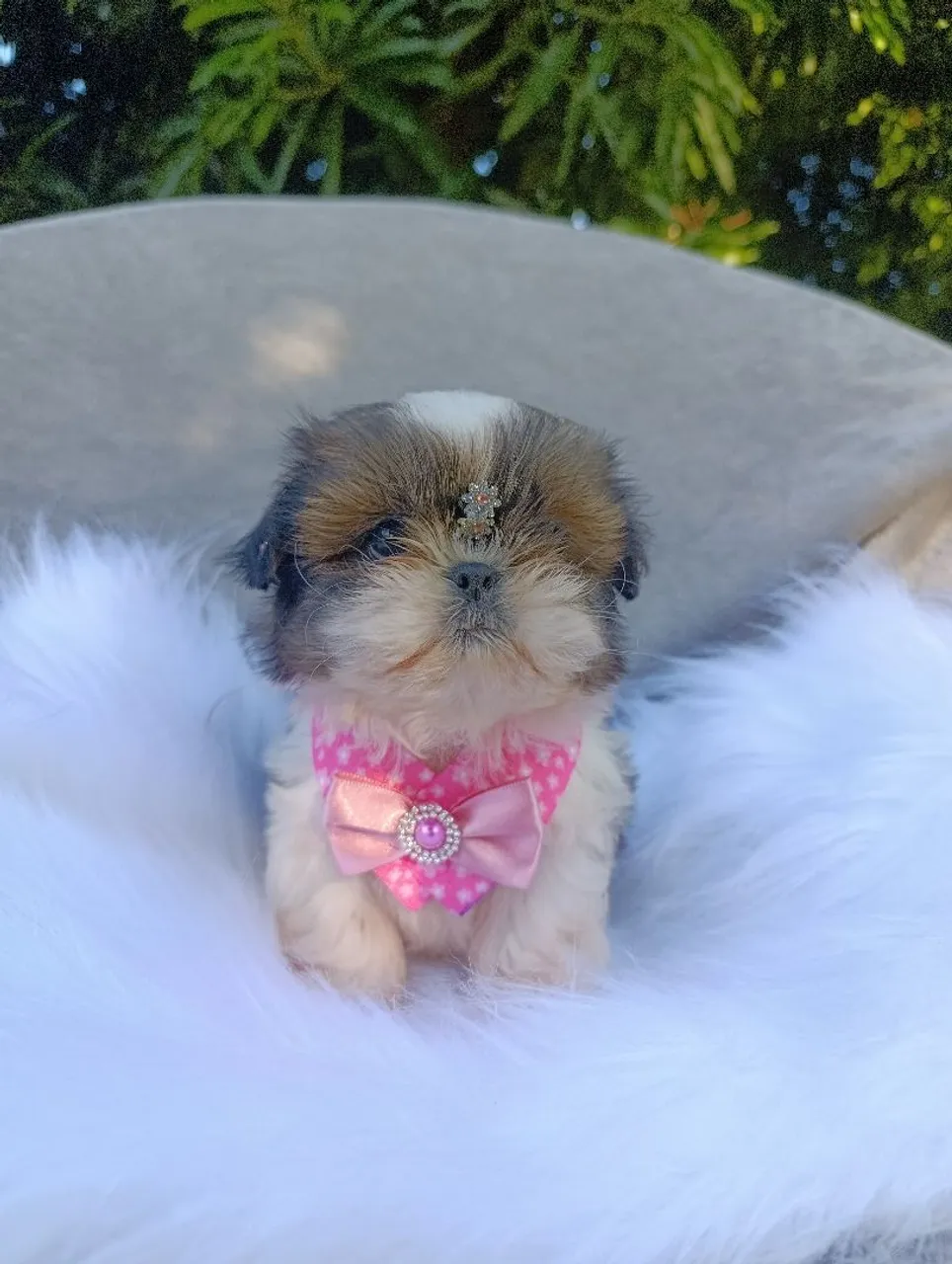 Filhotes Shih Tzu