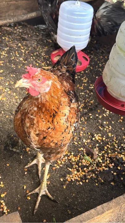 GSB - Galinha Sertaneja Balao - Ovos Galados - Ornamentais - Foto 4