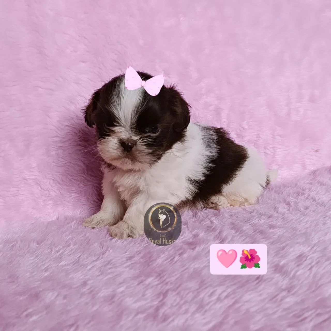 Linda Filhote de Shih Tzu Fêmea - Foto 2