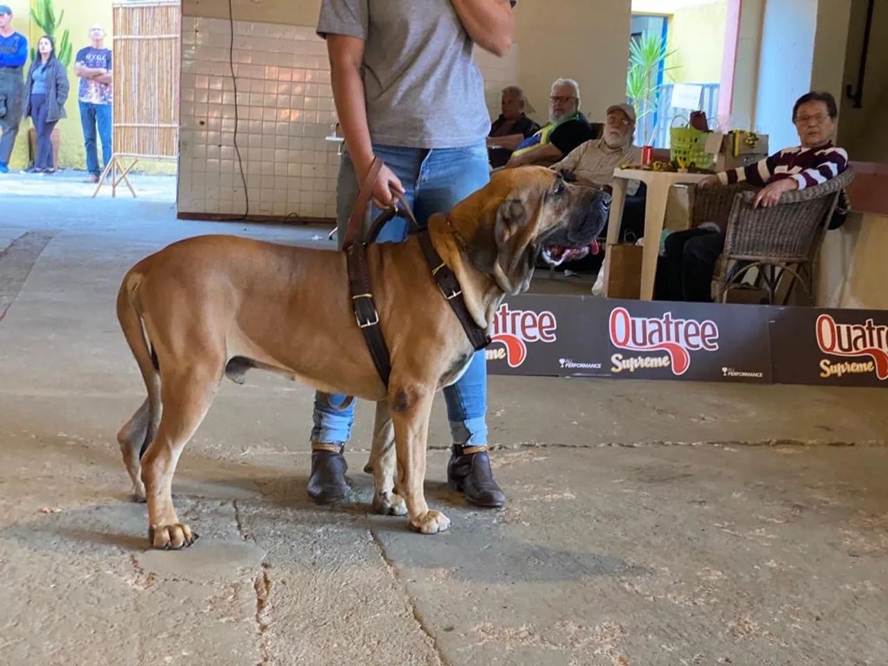 Vendo Fila Brasileiro filho desses dois campeão aí, tem pedigree cachorro tem 1,6 meses  - Foto 2