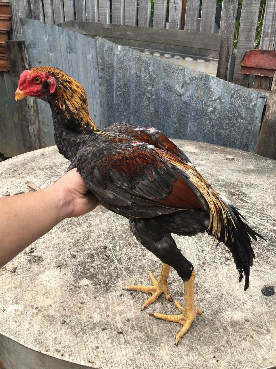 Frango indiano