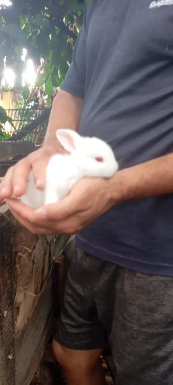 Filhote de Coelho da Raça Nova Zelândia - Foto 2