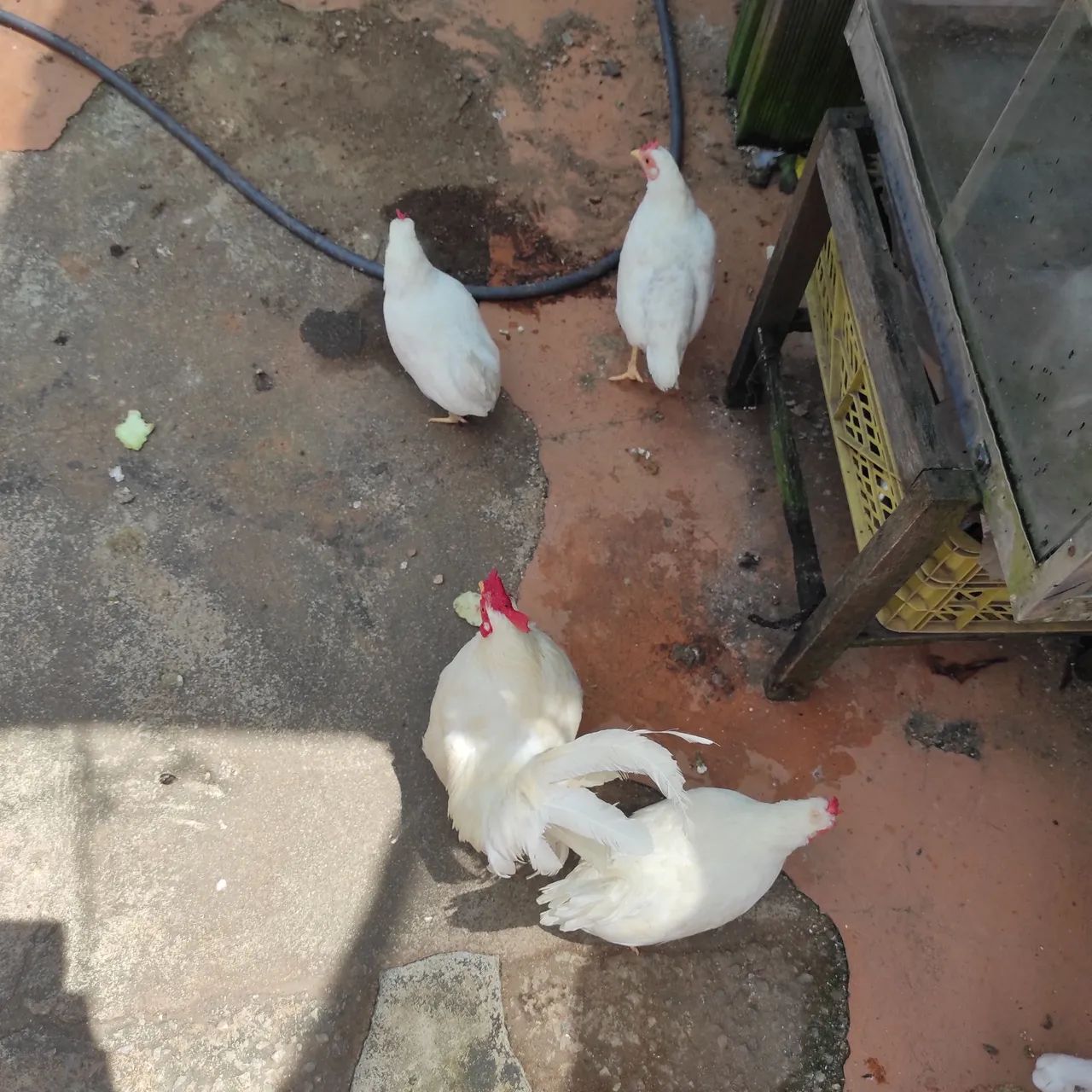 Galinha garnisé  - Foto 4