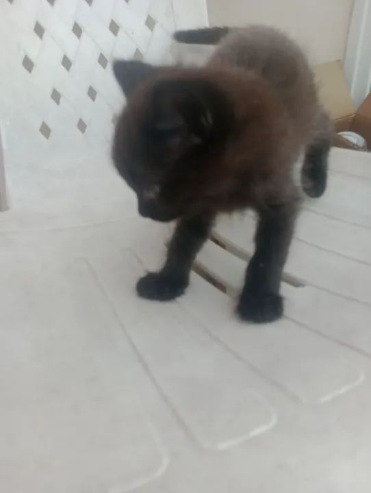 Gatinhos fofinhos para adoção - Foto 2