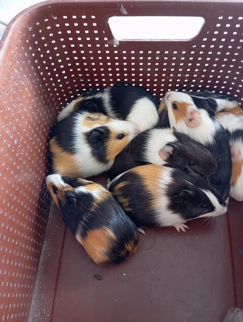 Porquinhos da Índia Filhotes - Lindos e Saudáveis!