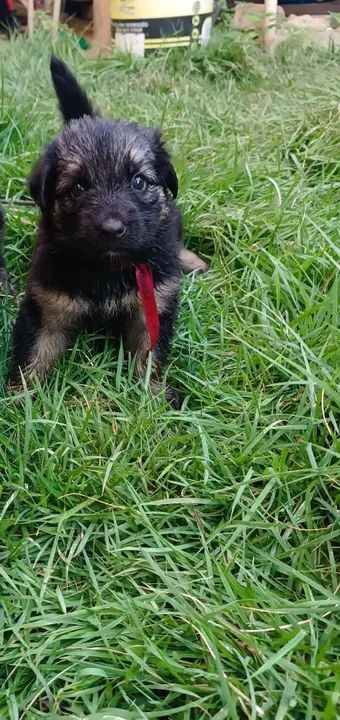 Filhotes de pastor alemão capa preta puro com pedigree de pai e mãe ! - Foto 2