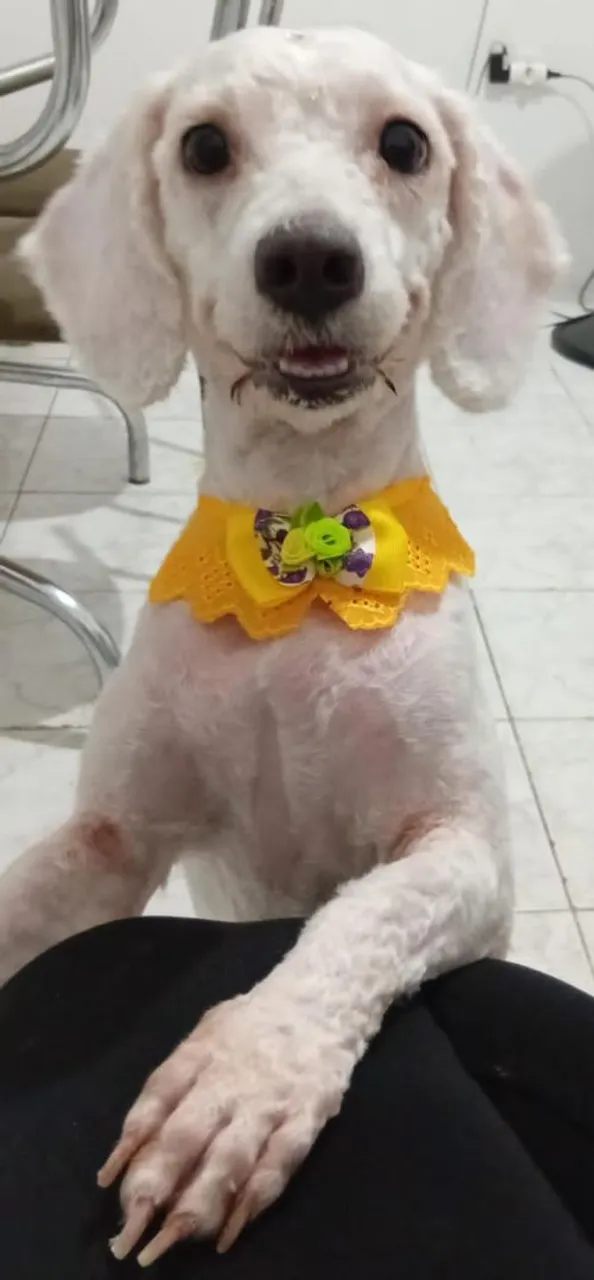 Poodle Charmoso e Elegante fêmea