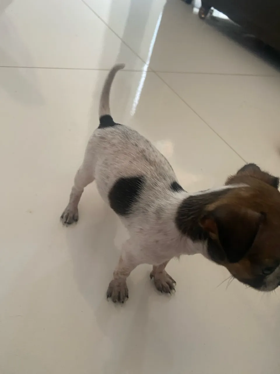 pinscher filhote machinho