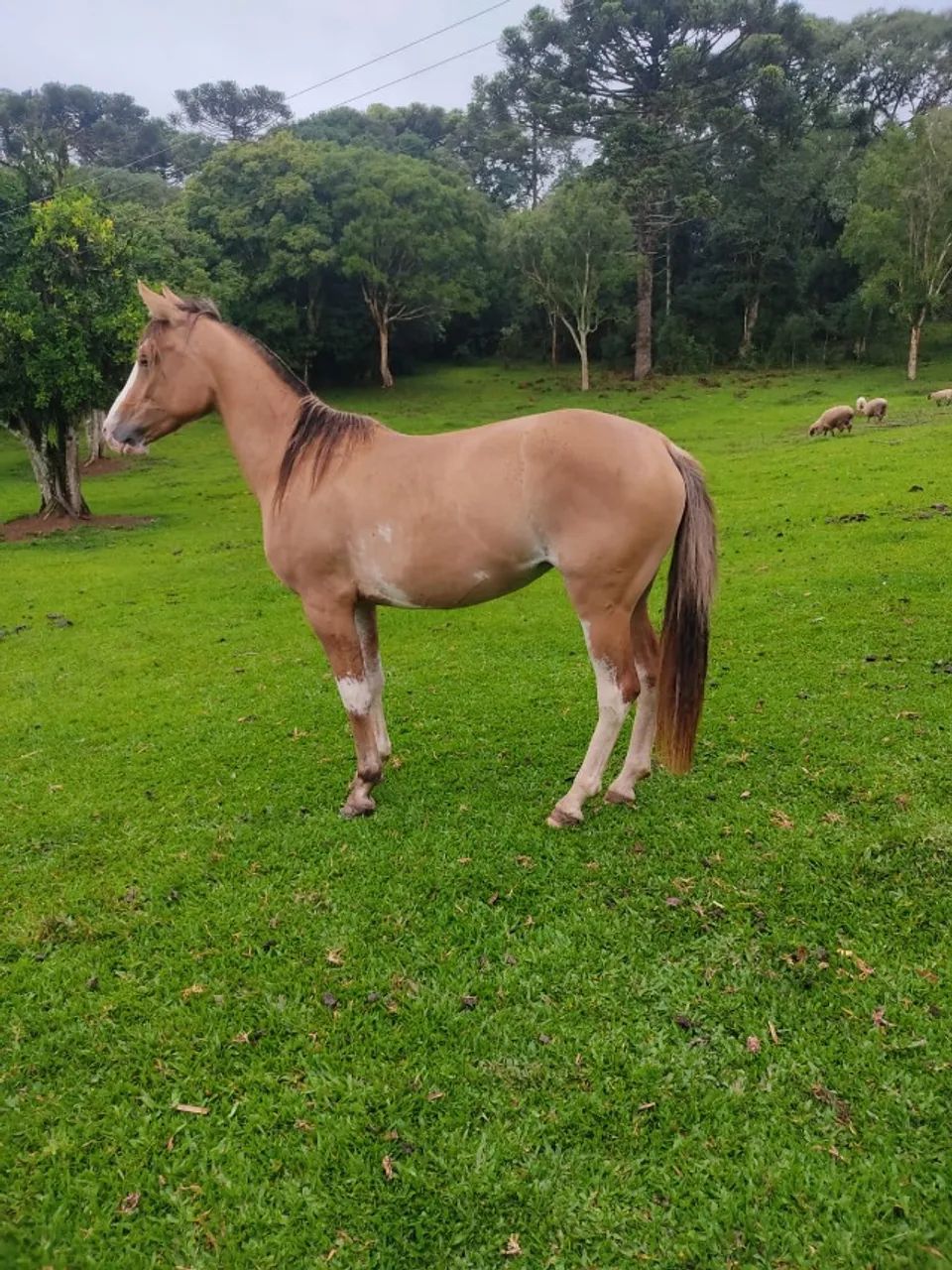 Potra Gateada Bragada Domada - Foto 4