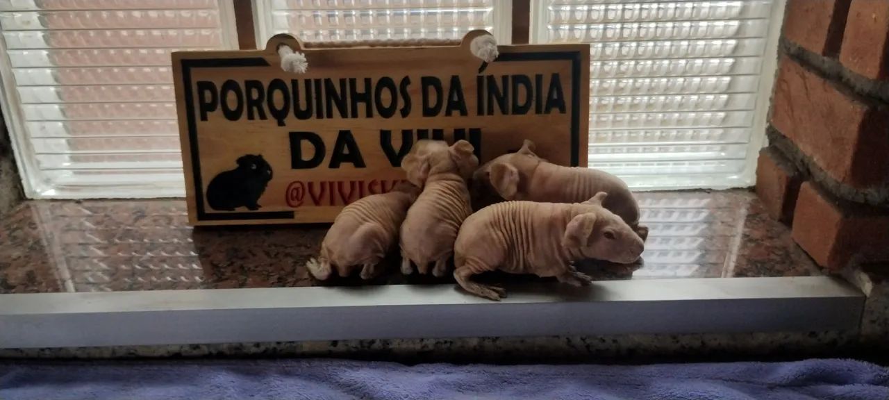 Porquinhos da Índia Skinny  - Foto 6