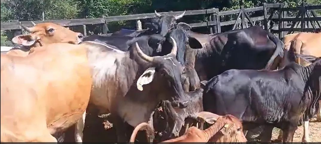Vacas Paridas