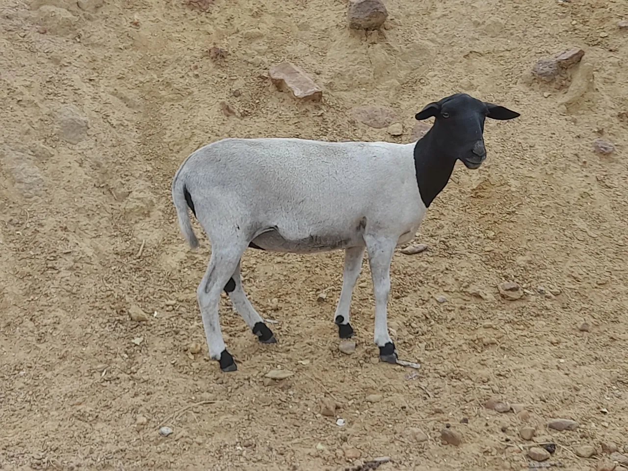Ovelhas 03