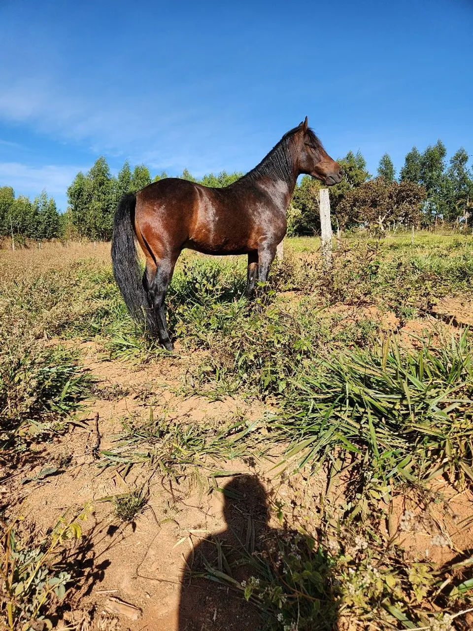 Cavalo mangalarga de pelagem castanha