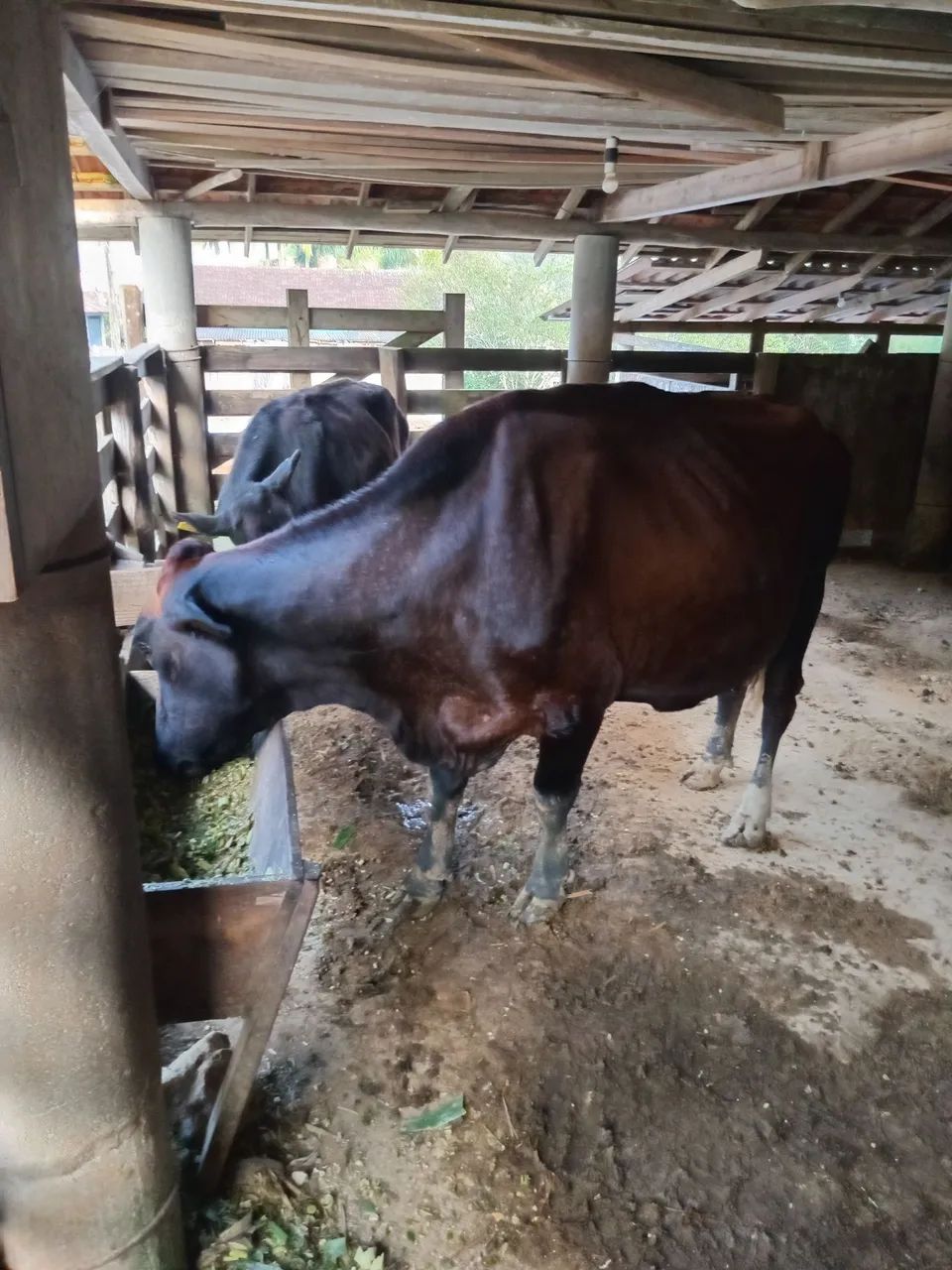 Vaca leiteira treis vacas para vender  - Foto 4